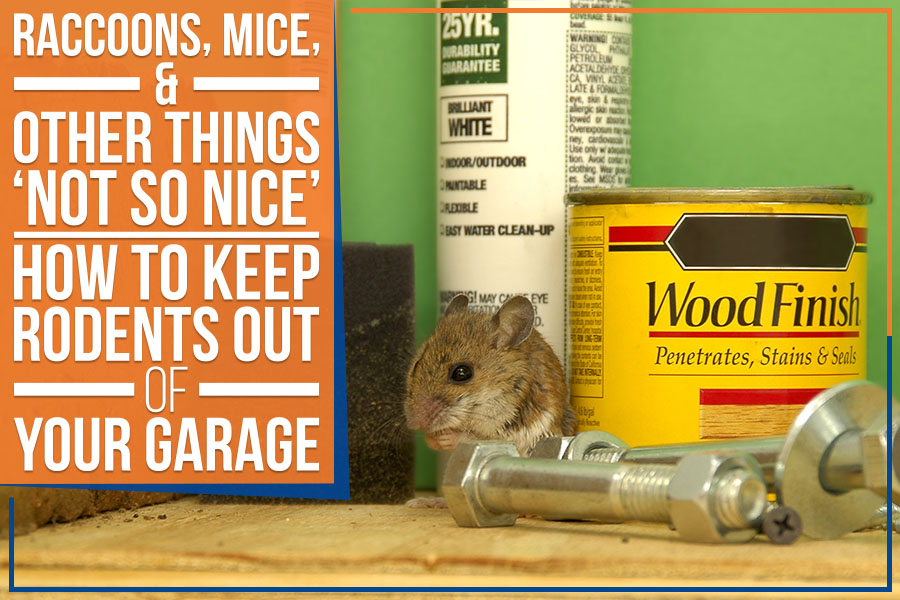 Raccoons, Mice, & Other Things ‘Not So Nice’ – How To Keep Rodents Out Of Your Garage